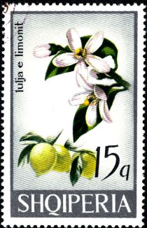 Lemon (Citrus limon)