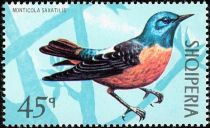 Common Rock Thrush (Monticola saxatilis)