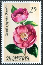 Japanese camellia (Camellia japonica)