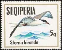 Common Tern (Sterna hirundo)