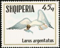 European Herring Gull (Larus argentatus)