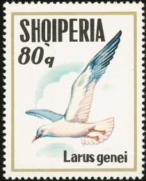 Slender-billed Gull (Larus genei)