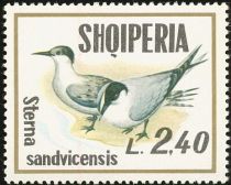 Sandwich Tern (Sterna sandvicensis)