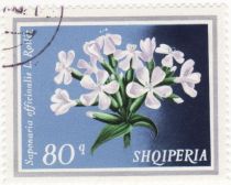 ‭Soapwort (Saponaria officinalis)