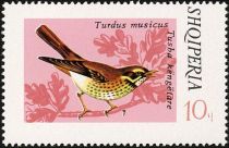 Redwing (Turdus iliacus)