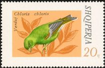 European Greenfinch (Chloris chloris)