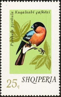 Eurasian Bullfinch (Pyrrhula pyrrhula)