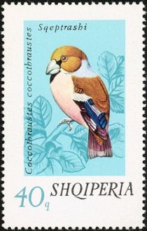 Hawfinch (Coccothraustes coccothraustes)