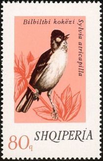 Eurasian Blackcap (Sylvia atricapilla)