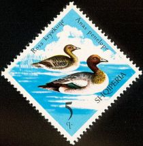 Eurasian Wigeon (Anas penelope)