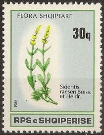 Ironwort (Sideritis raeseri)