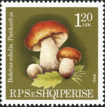 Cep (Boletus edulis)