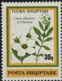 Cistus albanicus