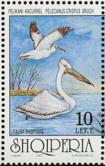 Dalmatian Pelican (Pelecanus crispus)