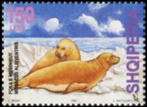 Mediteranean Monk Seal (Monachus albiventris)