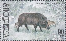 Wild Boar (Sus scrofa)