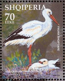 White Stork (Ciconia ciconia)