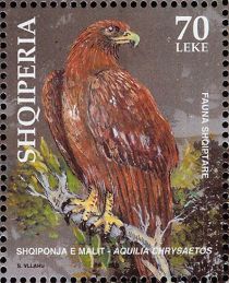 Golden Eagle (Aquila chrysaetos)