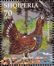 Western Capercaillie (Tetrao urogallus)