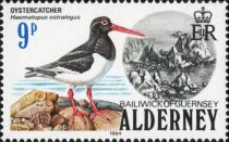 Eurasian Oystercatcher (Haematopus ostralegus)