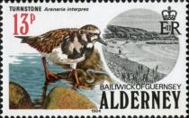 Ruddy Turnstone (Arenaria interpres)