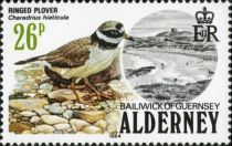 Common Ringed-Plover (Charadrius hiaticula)