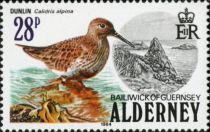 Dunlin (Calidris alpina)