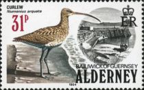 Eurasian Curlew (Numenius arquata)