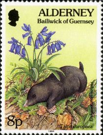 European Mole (Talpa europaea), Common Bluebell (Endumion n