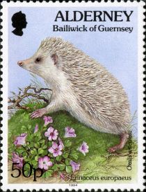 West European Hedgehog (Erinaceus europaeus), Pink Sorrel (O