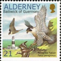 Peregrine Falcon (Falco peregrinus), Ruddy Turnstone (u)