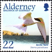 Arctic Tern (Sterna paradisaea)