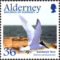 Sandwich Tern (Sterna sandvicensis)