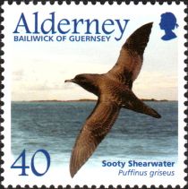 Sooty Shearwater (Puffinus griseus)