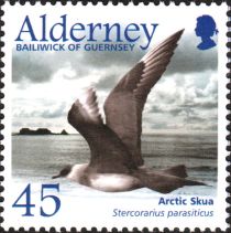 Arctic Skua (Stercorarius parasiticus)