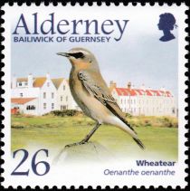 Northern Wheatear (Oenanthe oenanthe)