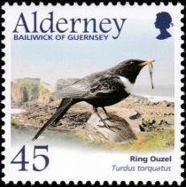 Ring Ouzel (Turdus torquatus)