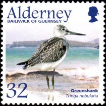 Common Greenshank (Tringa nebularia)