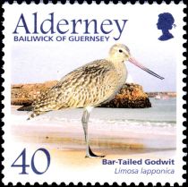 Bartailed Godwit (Limosa lapponica)