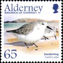 Sanderling (Calidris alba)