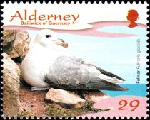 Northern Fulmar (Fulmarus glacialis)