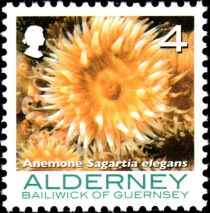 Elegant Anemone (Sagartia elegans)