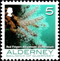 Red Sea Fingers (Alcyonium glomeratum)