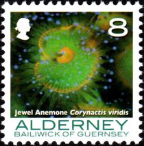 Jewel Anemone (Corynactis viridis)