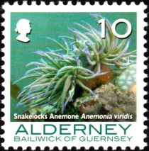 Snakelocks Anemone (Anemonia viridis)