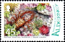 Squat Lobster (Galathea sp.)