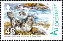 Grey Seal (Halichoerus grypus)