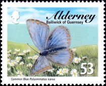 Common Blue (Polyommatus icarus)