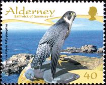 Peregrine Falcon (Falco peregrinus)