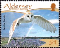 Western Barn Owl (Tyto alba)